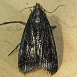 Metarctia jansei 